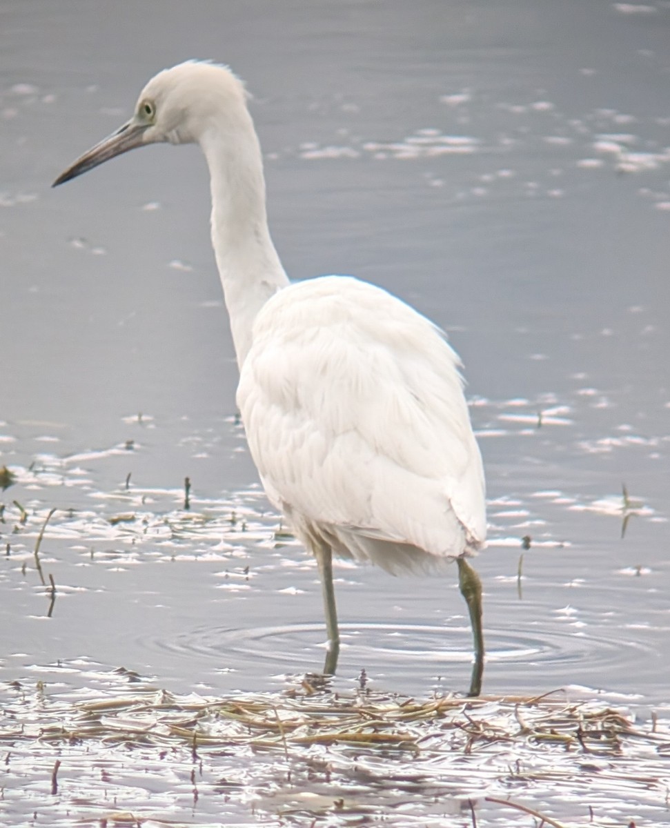 Little Blue Heron - ML644224639