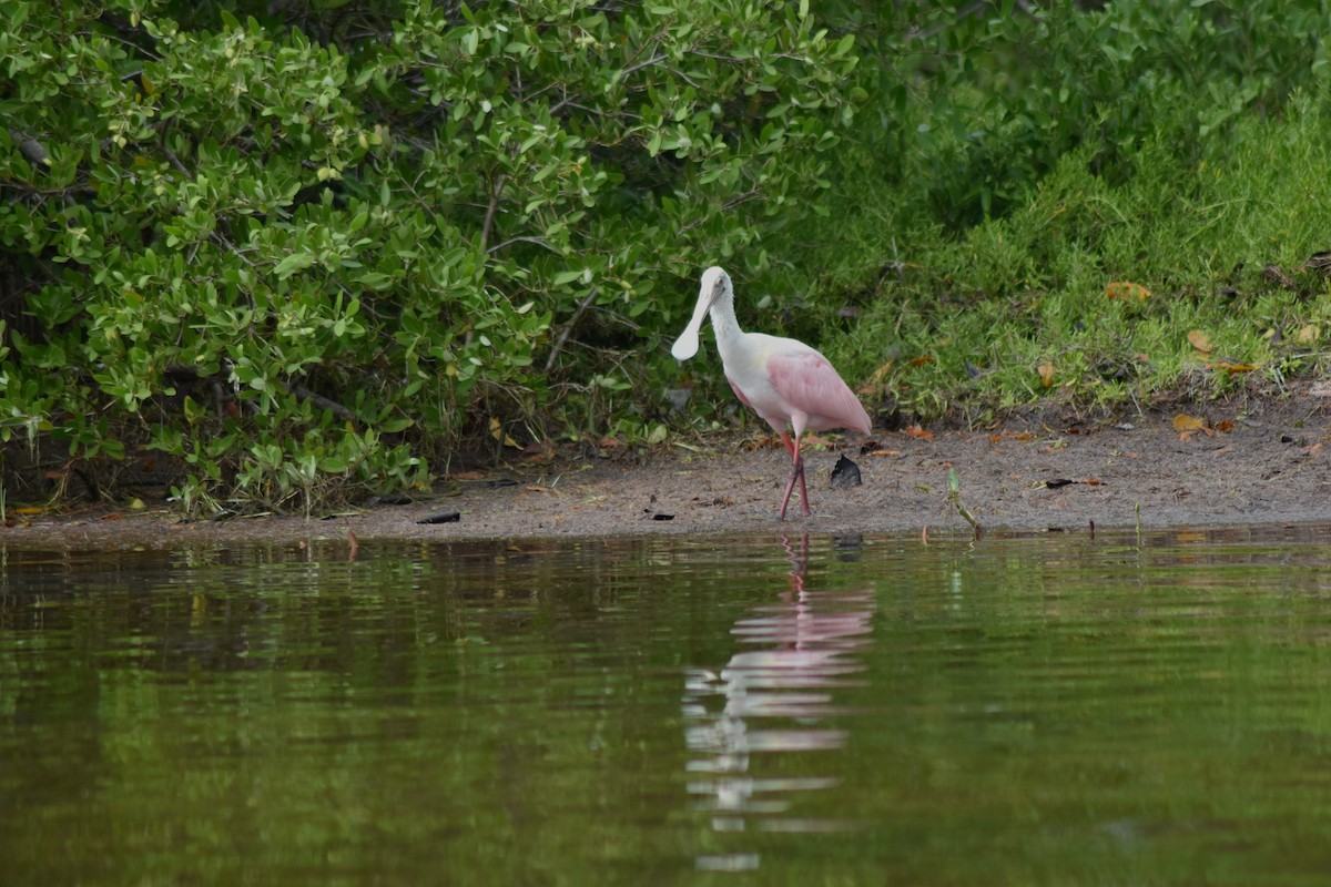 Roseate Spoonbill - ML644224643