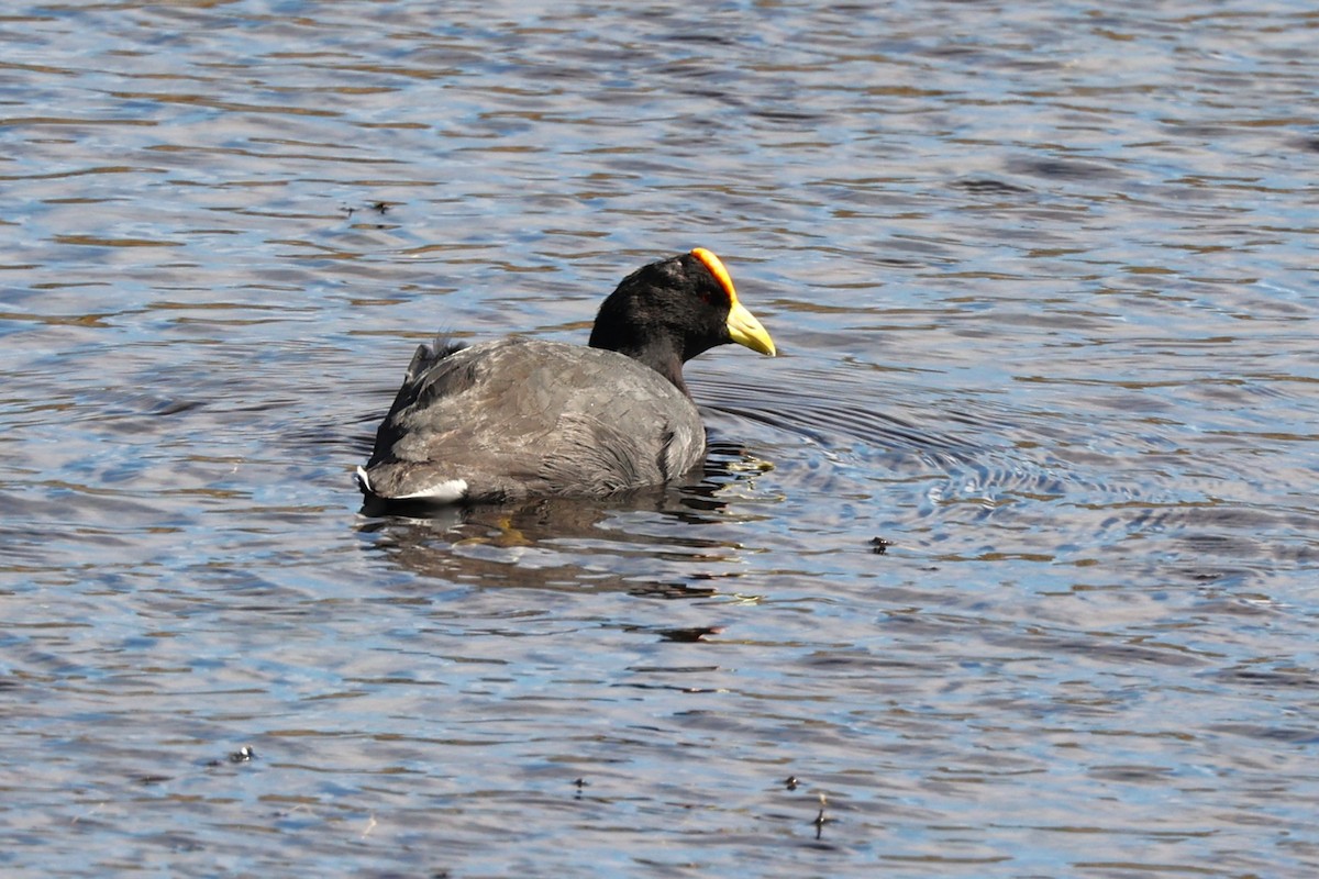 White-winged Coot - ML644224649