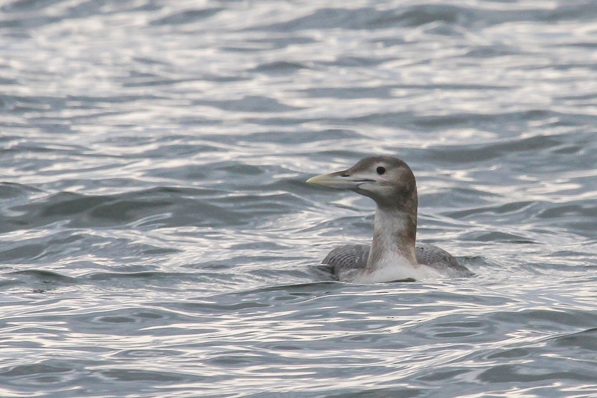 Plongeon à bec blanc - ML644224658