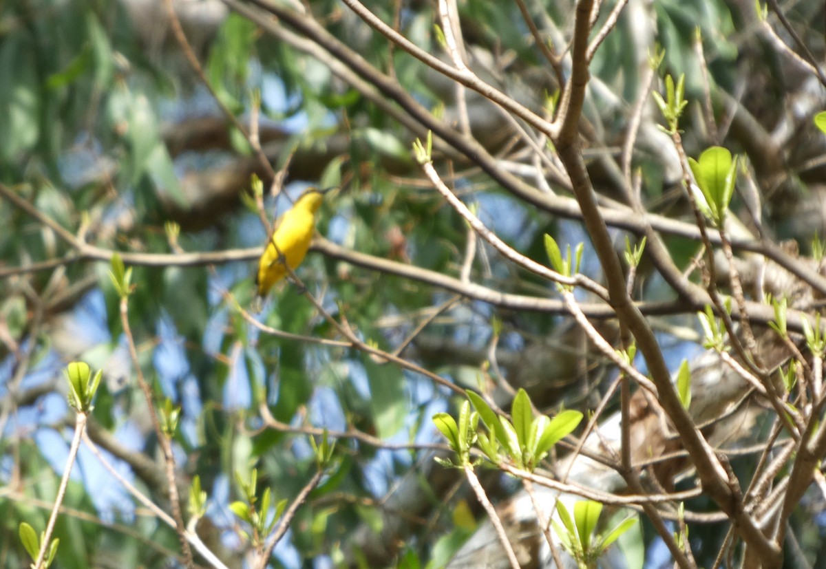 Sahul Sunbird - ML644224678