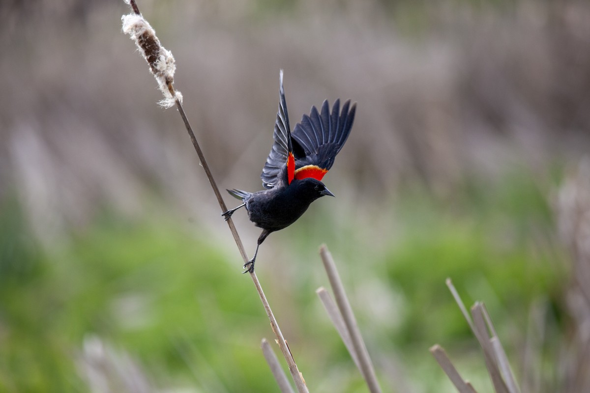 Red-winged Blackbird - ML644224708