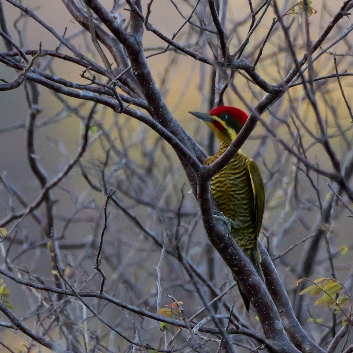 モリゲラ（chrysochloros） - ML644224725