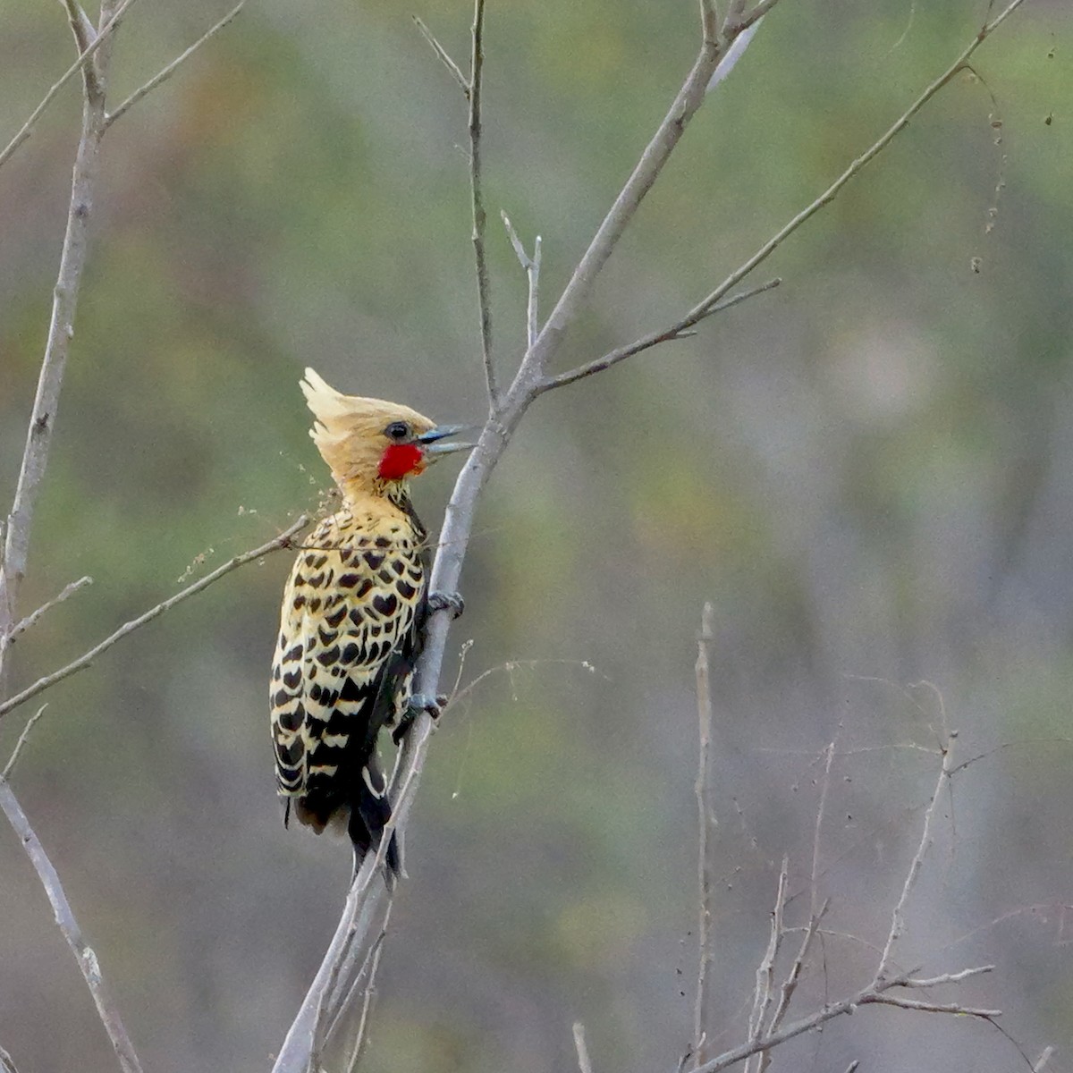 Ochre-backed Woodpecker - ML644224731