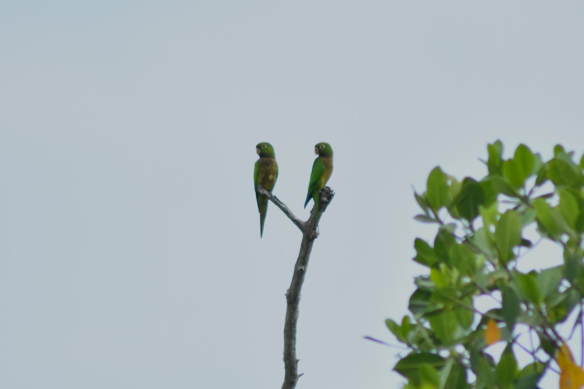 mayaparakitt - ML644224733