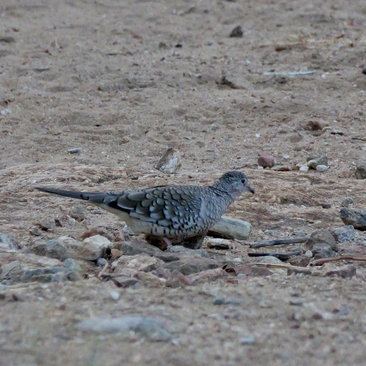 Scaled Dove - ML644224735