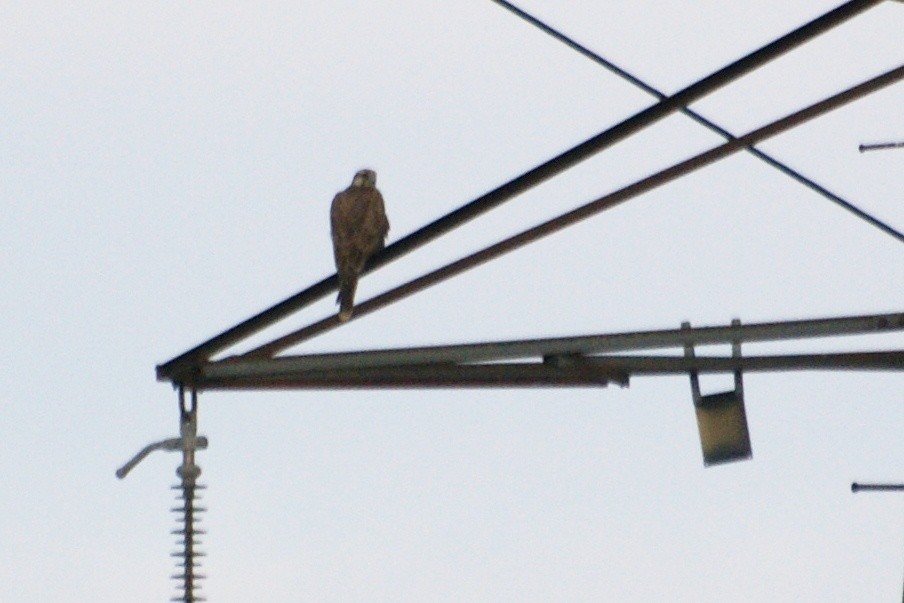 Балобан - ML644224738