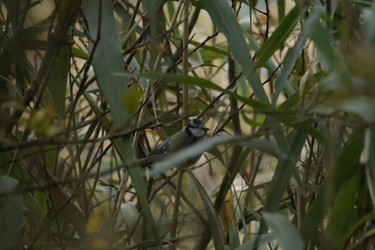 Eurasian Blue Tit - ML644224744
