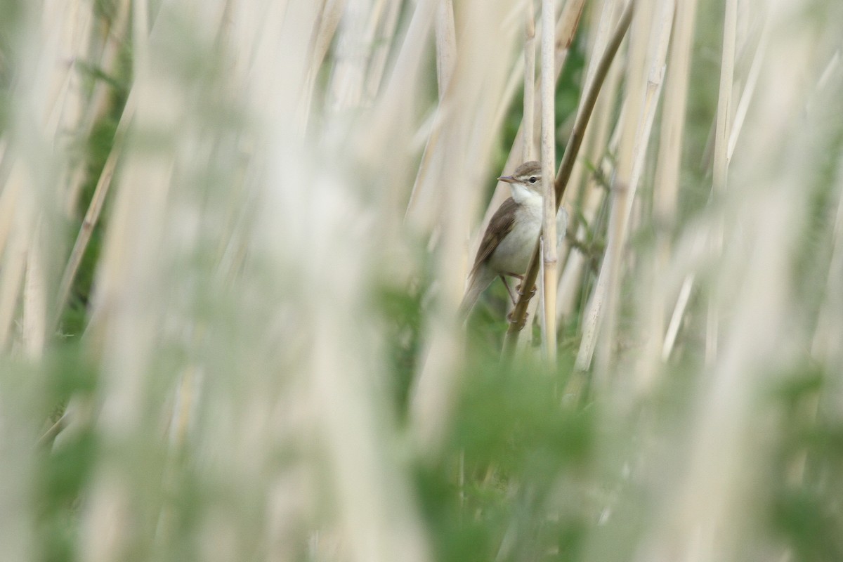 Rousserolle des buissons - ML644224749