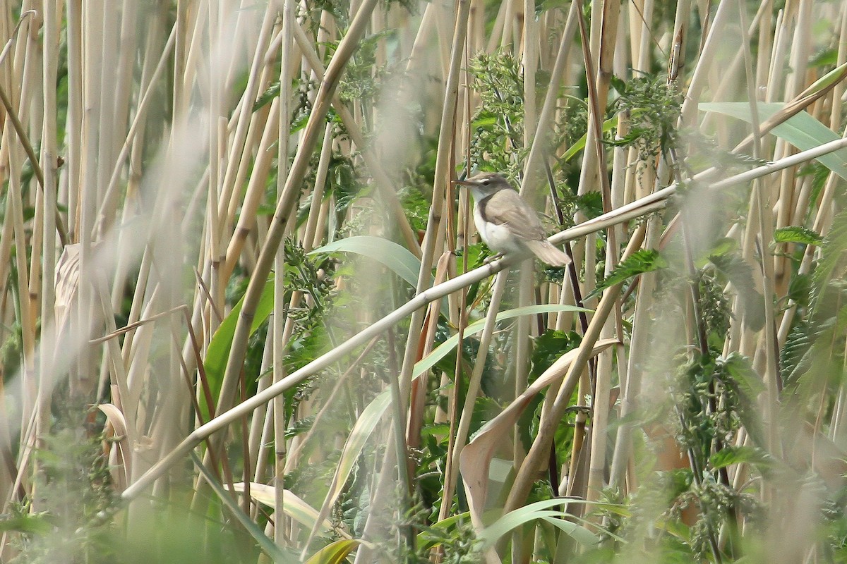 Rousserolle des buissons - ML644224752