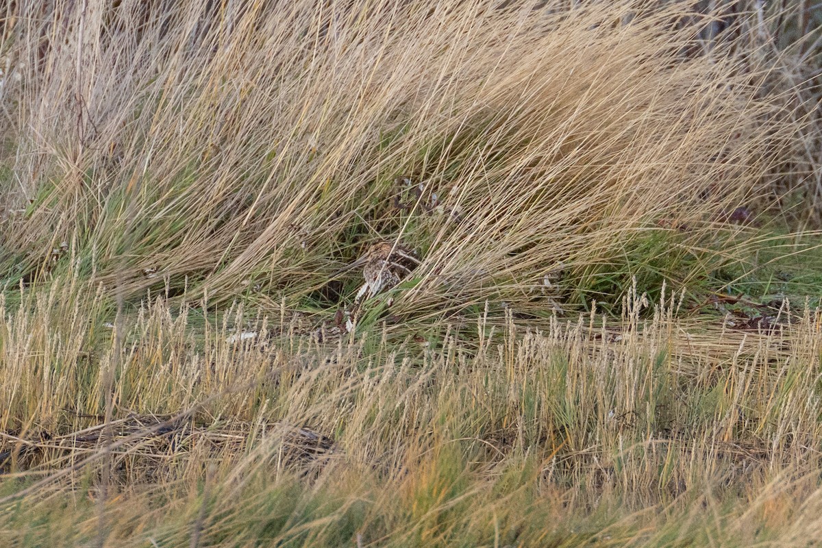 Wilson's Snipe - ML644224766
