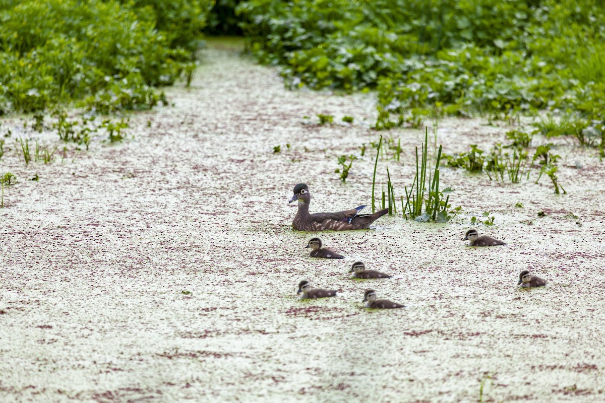 Wood Duck - ML644224770