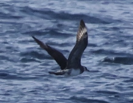 Págalo Pomarino - ML644224771