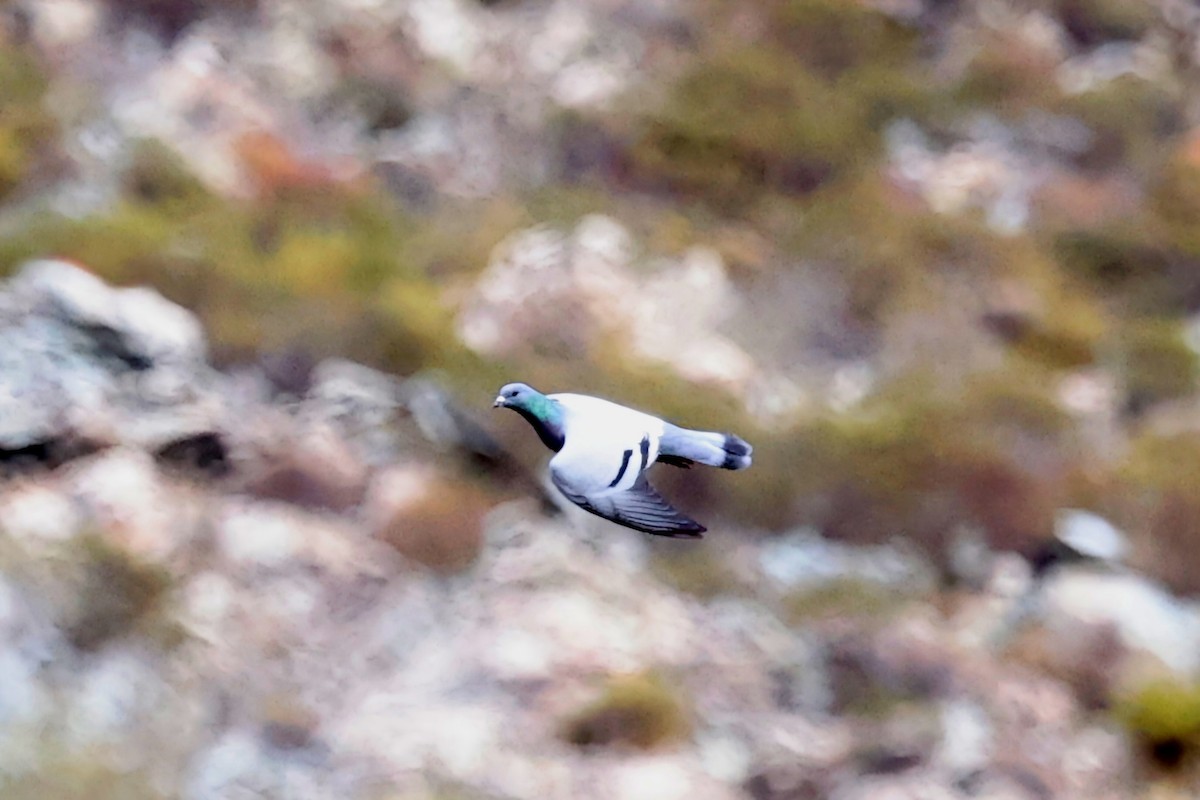 Rock Pigeon - ML644224782