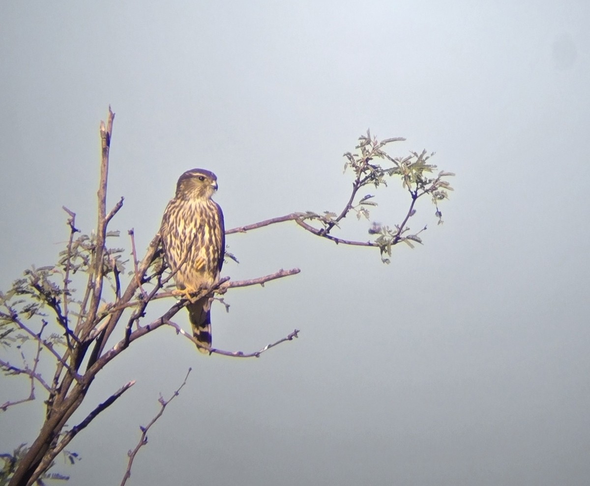 Merlin - ML644224783