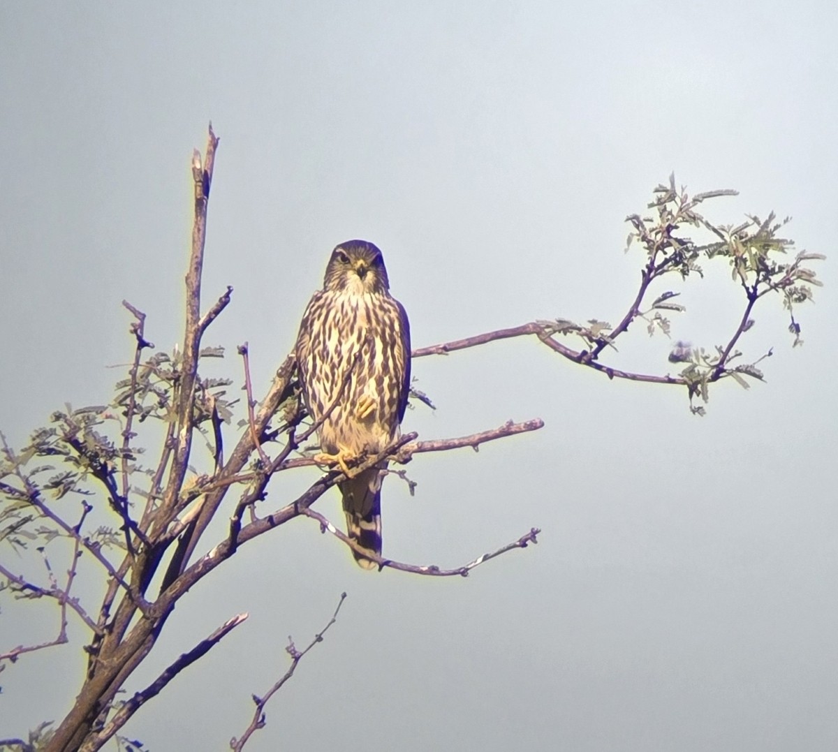 Merlin - ML644224784