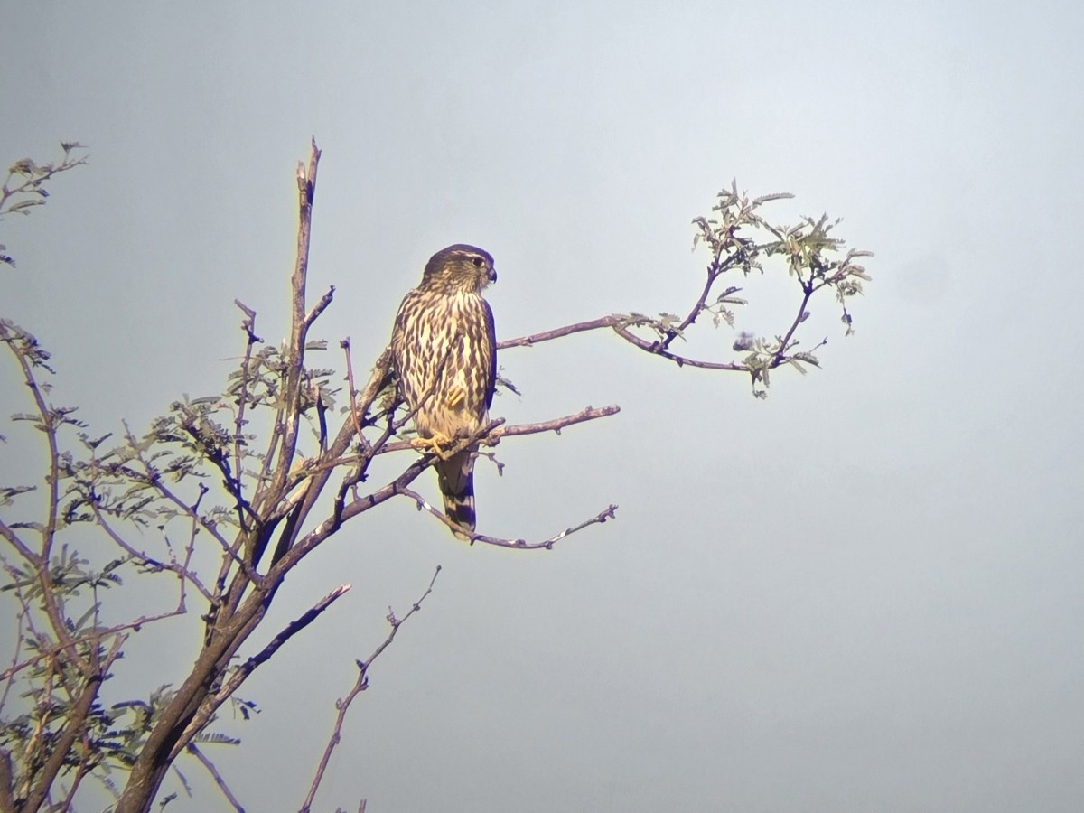 Merlin - ML644224785