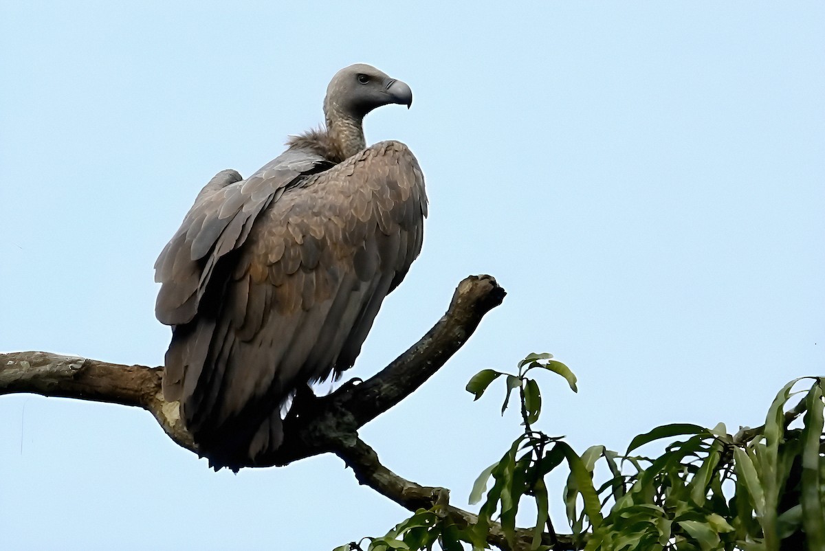 Bengalengeier - ML644224791