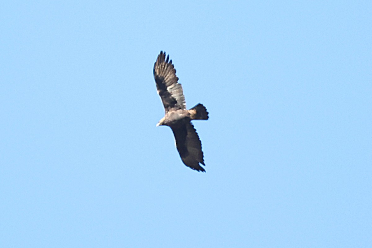 Golden Eagle - ML644224792