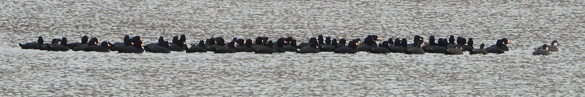 Black Scoter - ML644224793