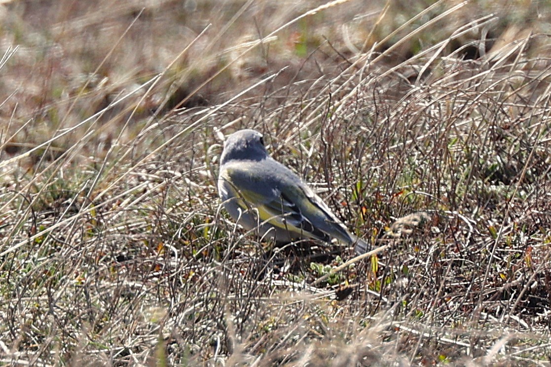 ノドグロシトド - ML644224796