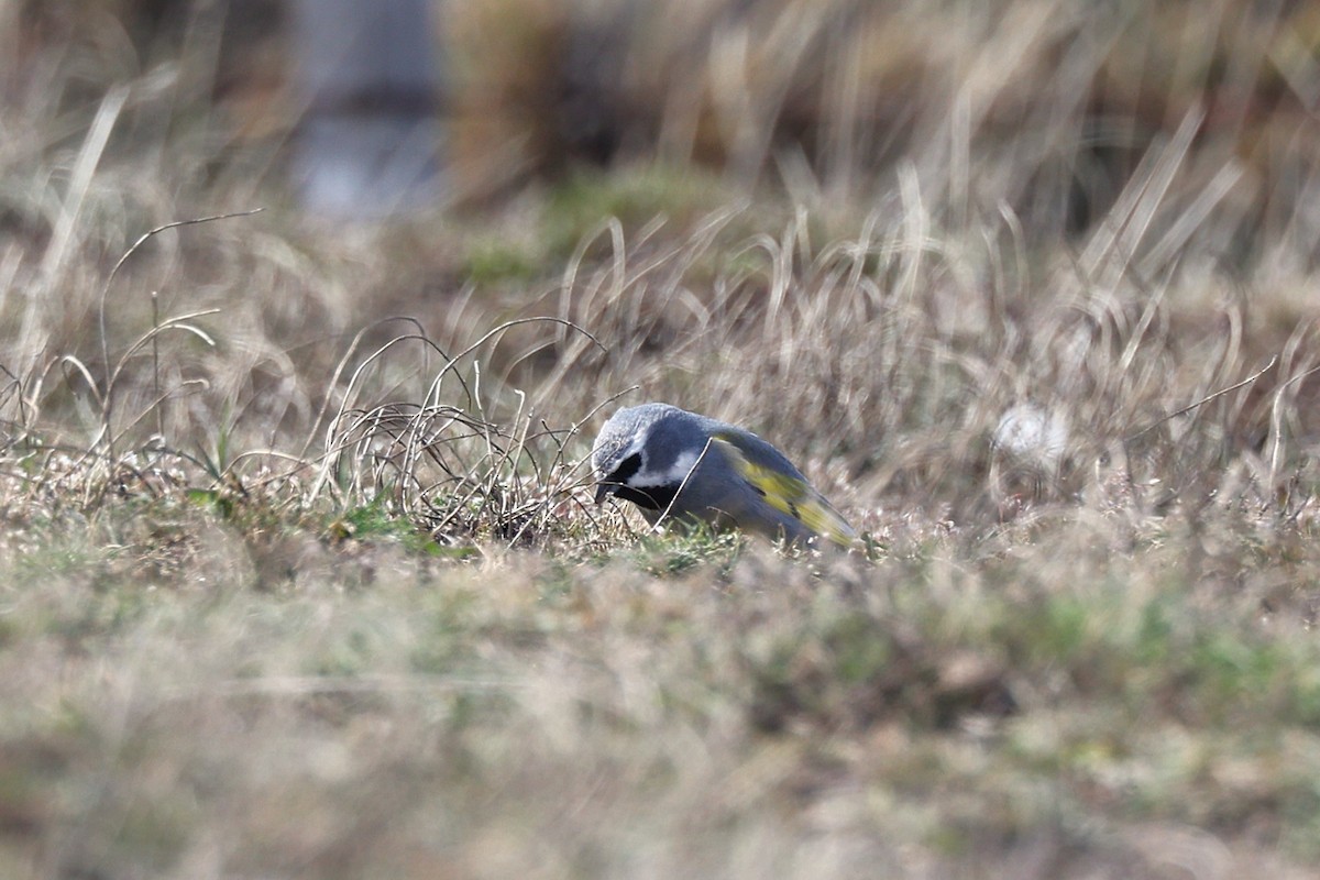 ノドグロシトド - ML644224797