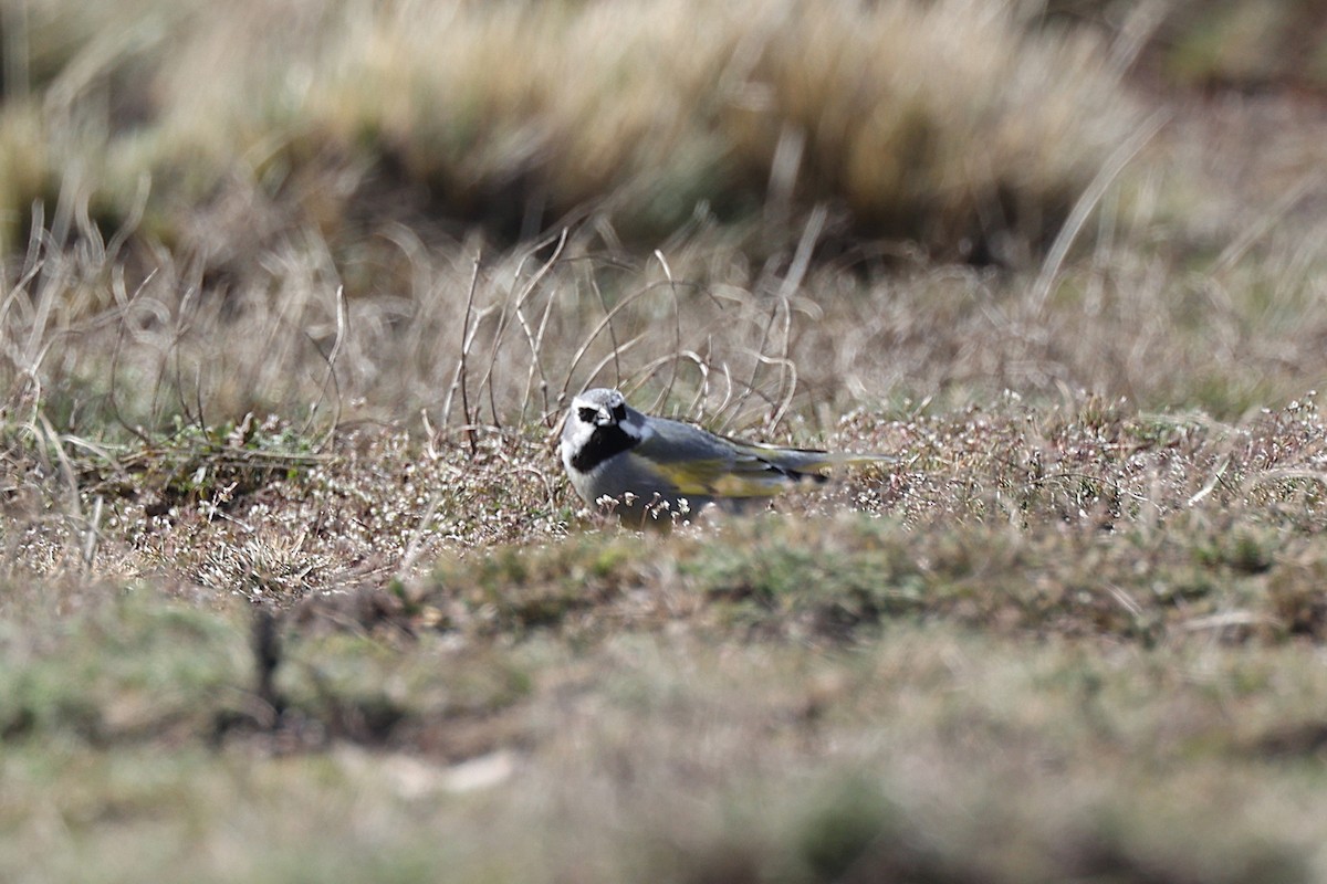 ノドグロシトド - ML644224798