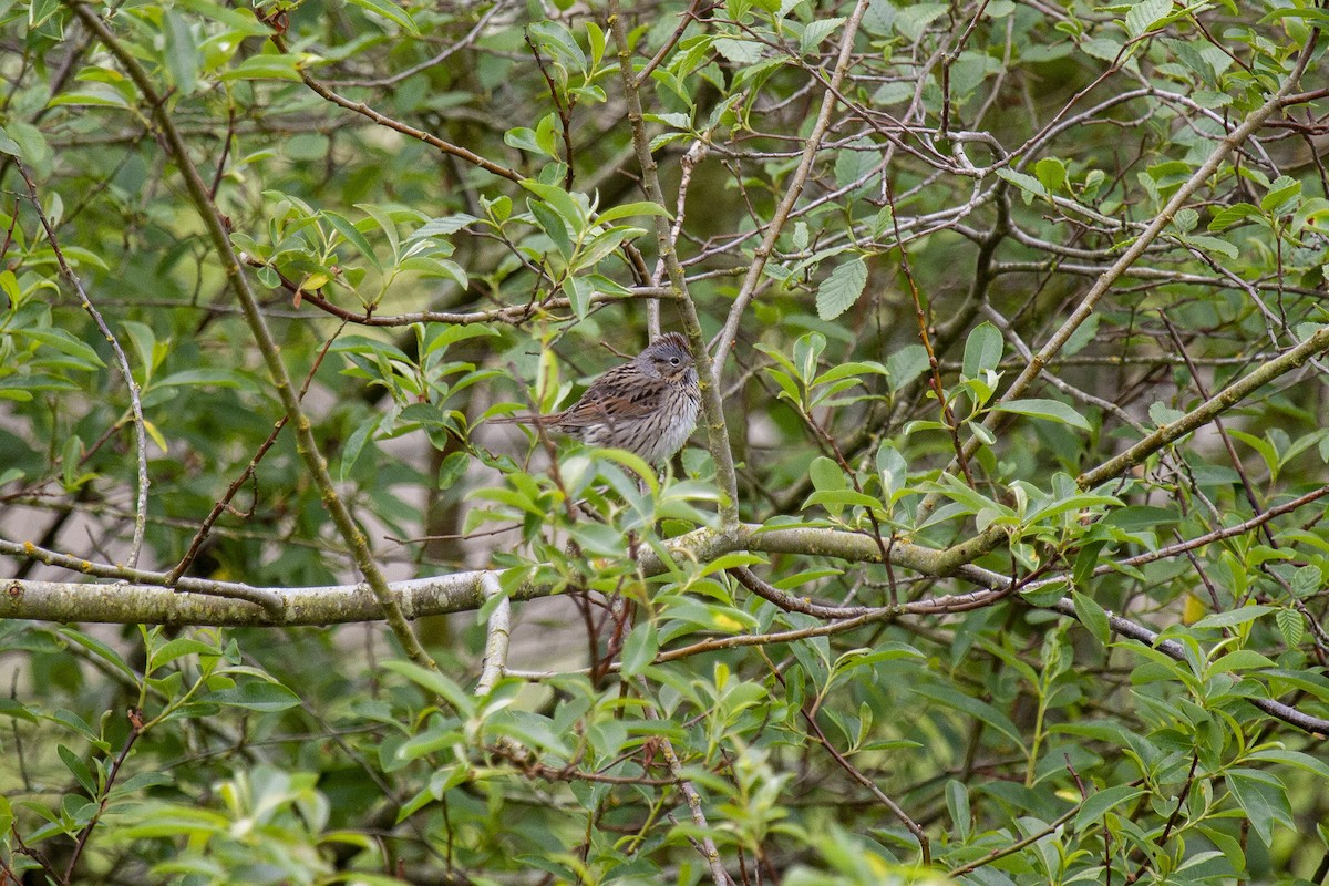 Lincoln's Sparrow - ML644224805