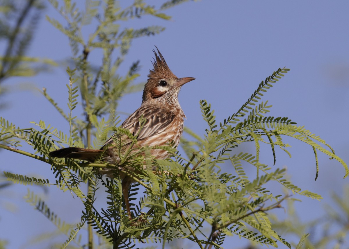 Annumbi alouette - ML644224810