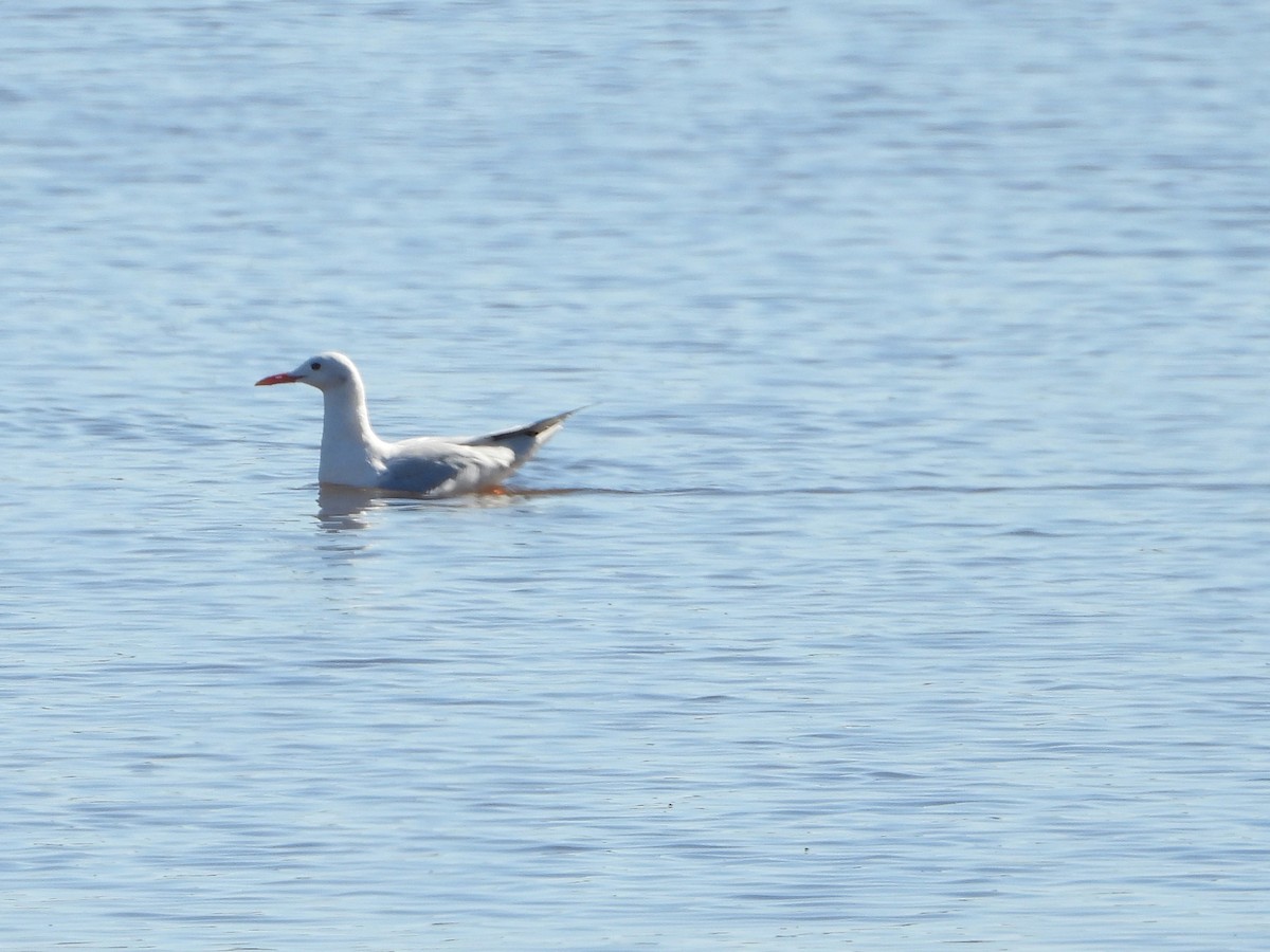 Slender-billed Gull - ML644224813