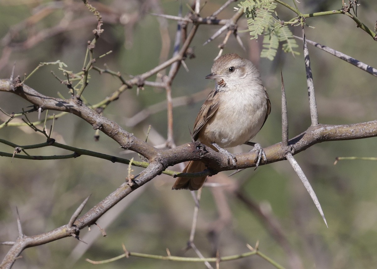 Short-billed Canastero - ML644224818