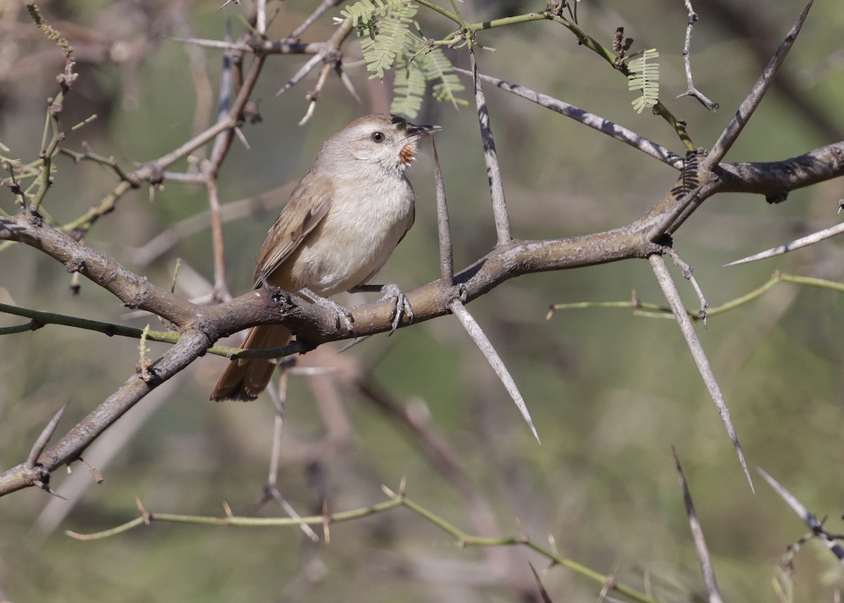 Short-billed Canastero - ML644224819