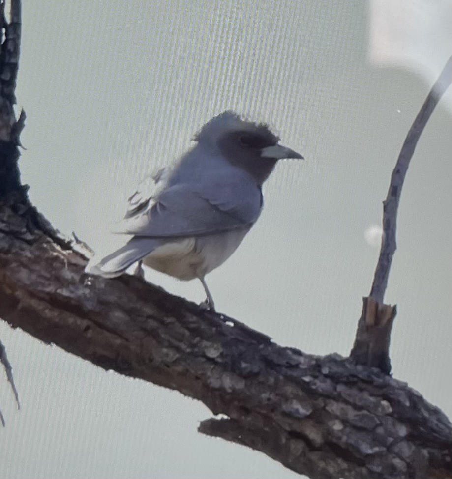 Masked Woodswallow - ML644224840