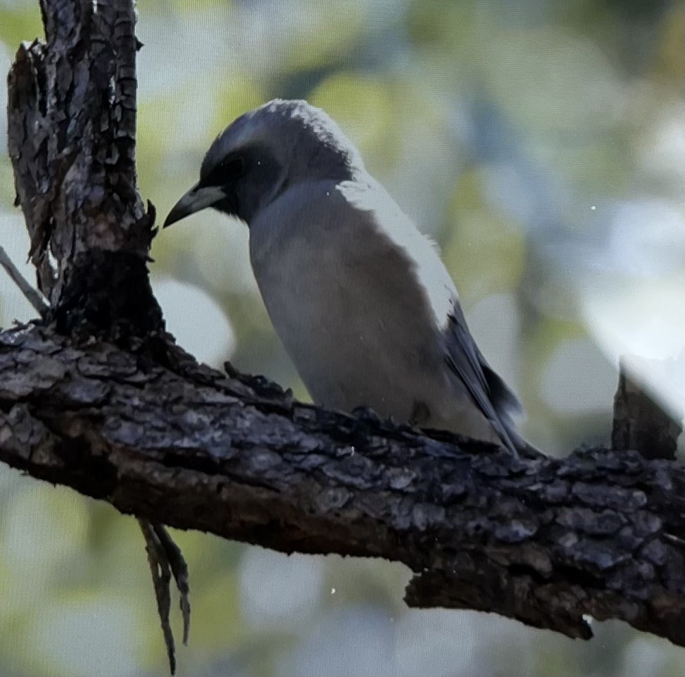 Masked Woodswallow - ML644224841