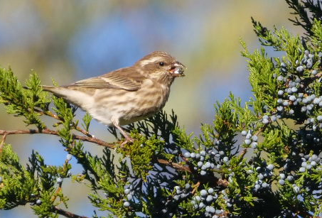 hýl nachový - ML644224866