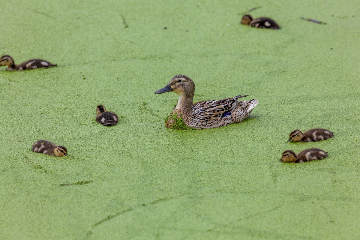 Зэрлэг нугас - ML644224893