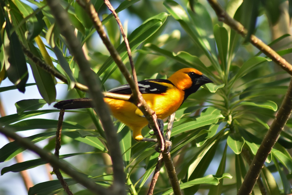 Altamira Oriole - ML644224894