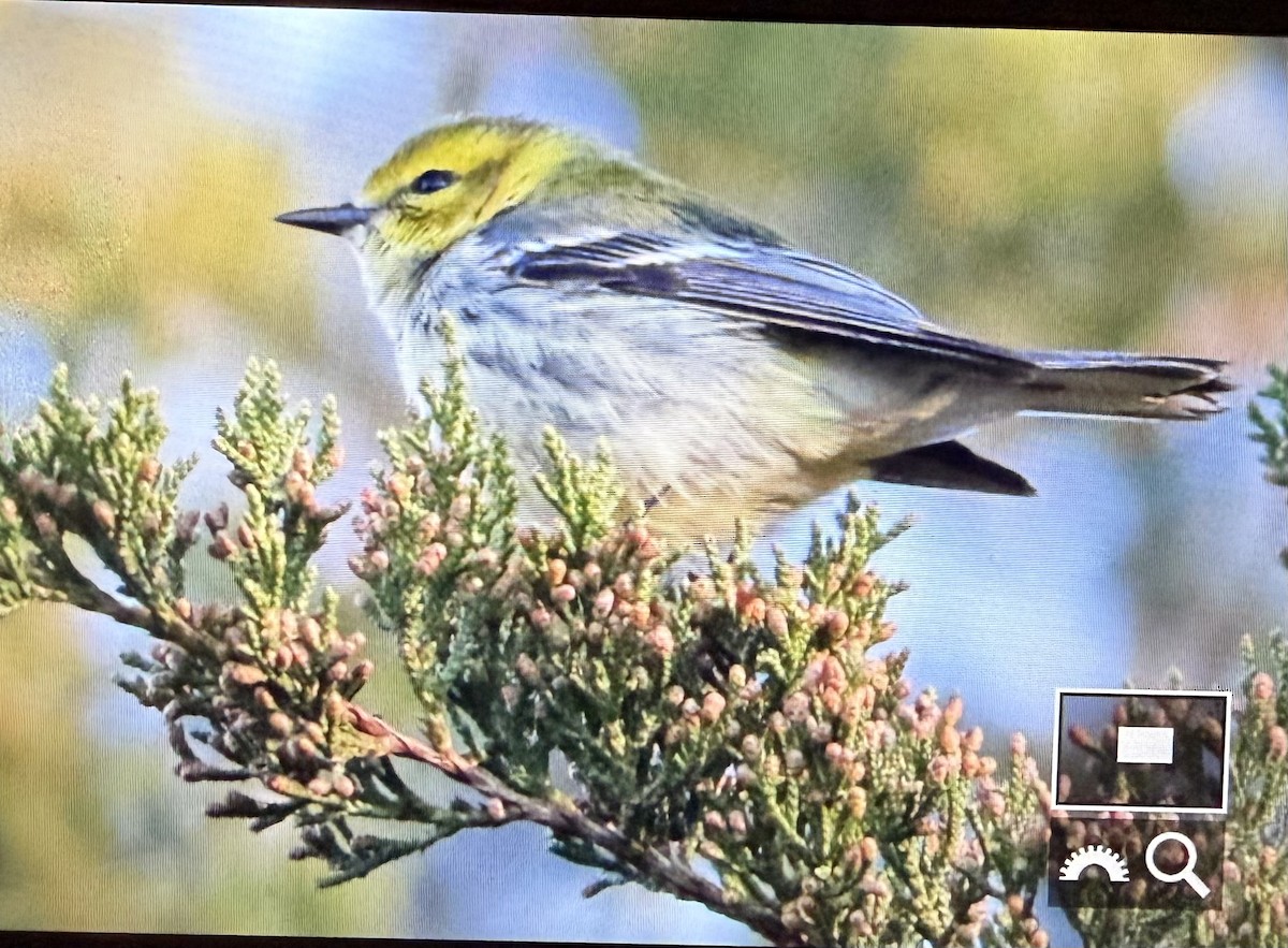 lesňáček proužkoboký - ML644224899