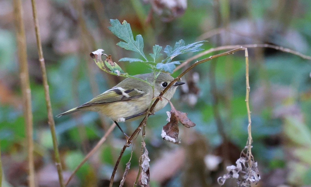 Ruby-crowned Kinglet - ML644224903
