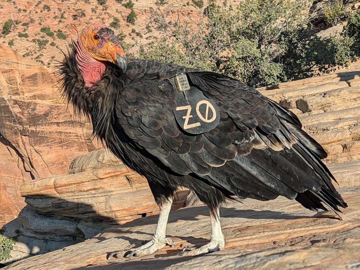 California Condor - ML644224910