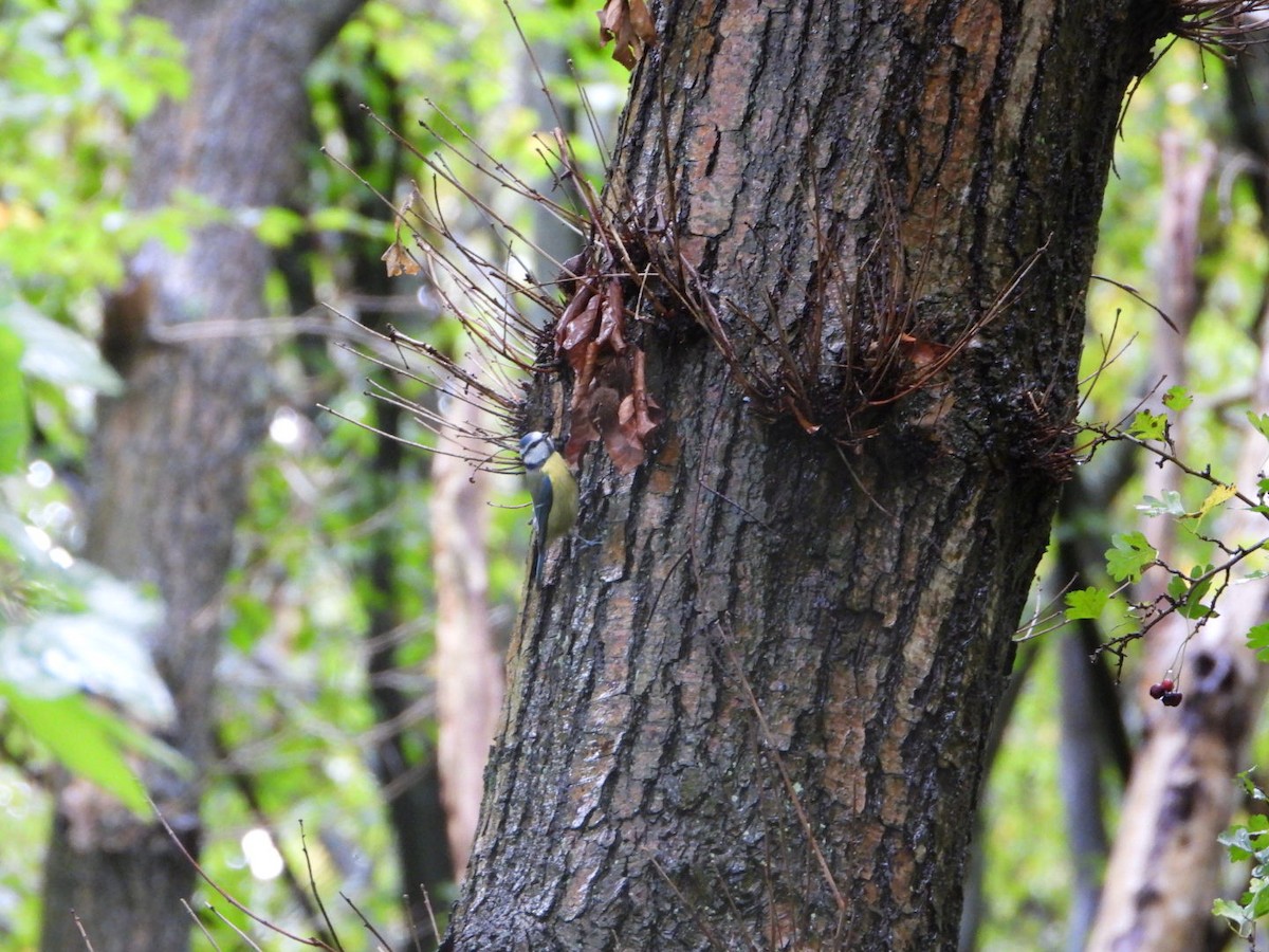 Eurasian Blue Tit - ML644224912