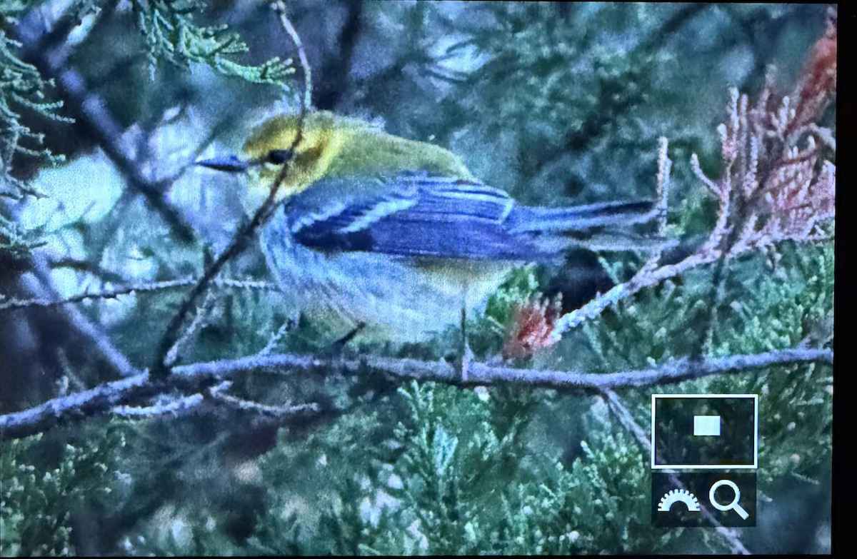 lesňáček proužkoboký - ML644224913