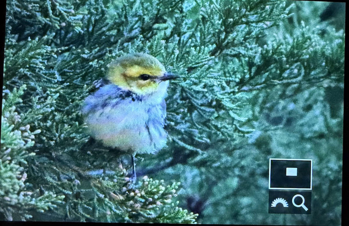 lesňáček proužkoboký - ML644224914