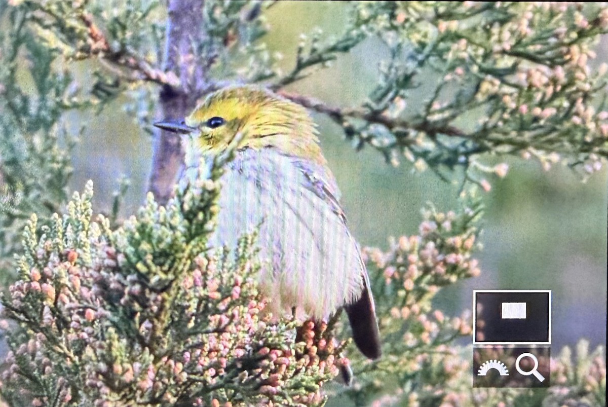 lesňáček proužkoboký - ML644224915