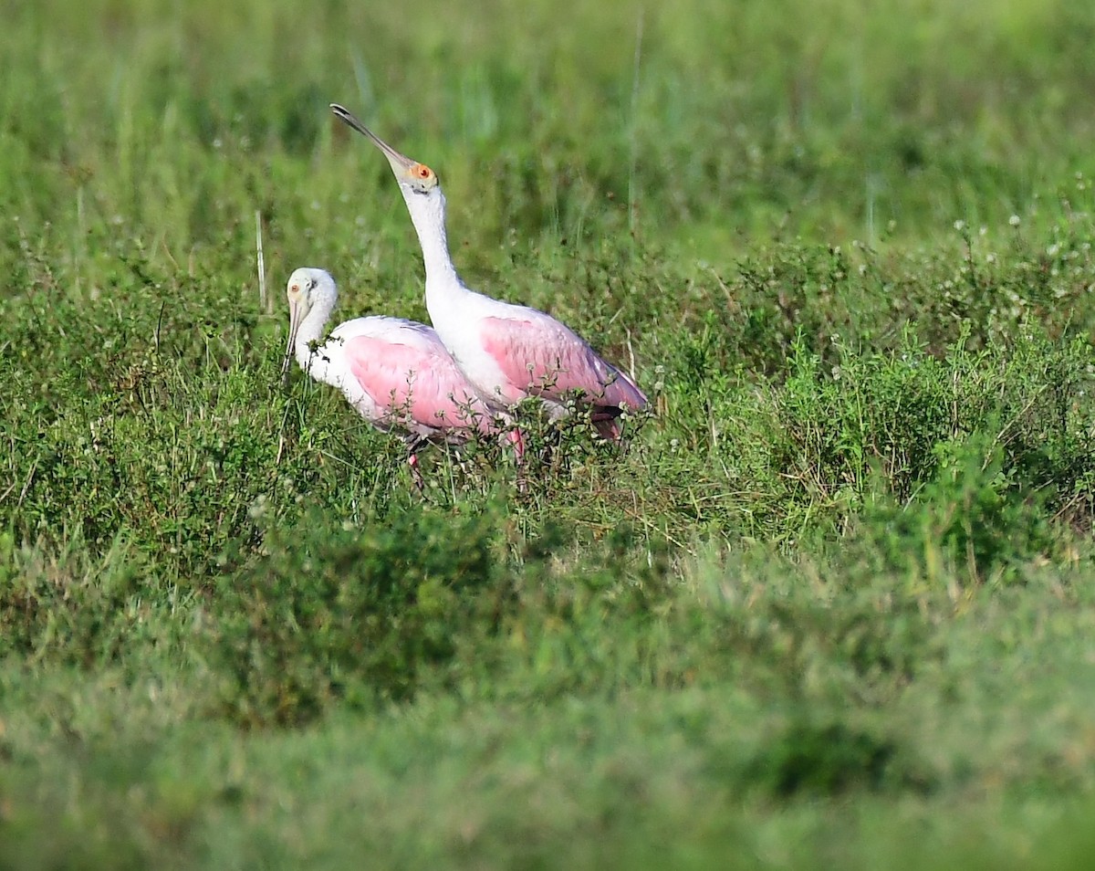 Roseate Spoonbill - ML644224935