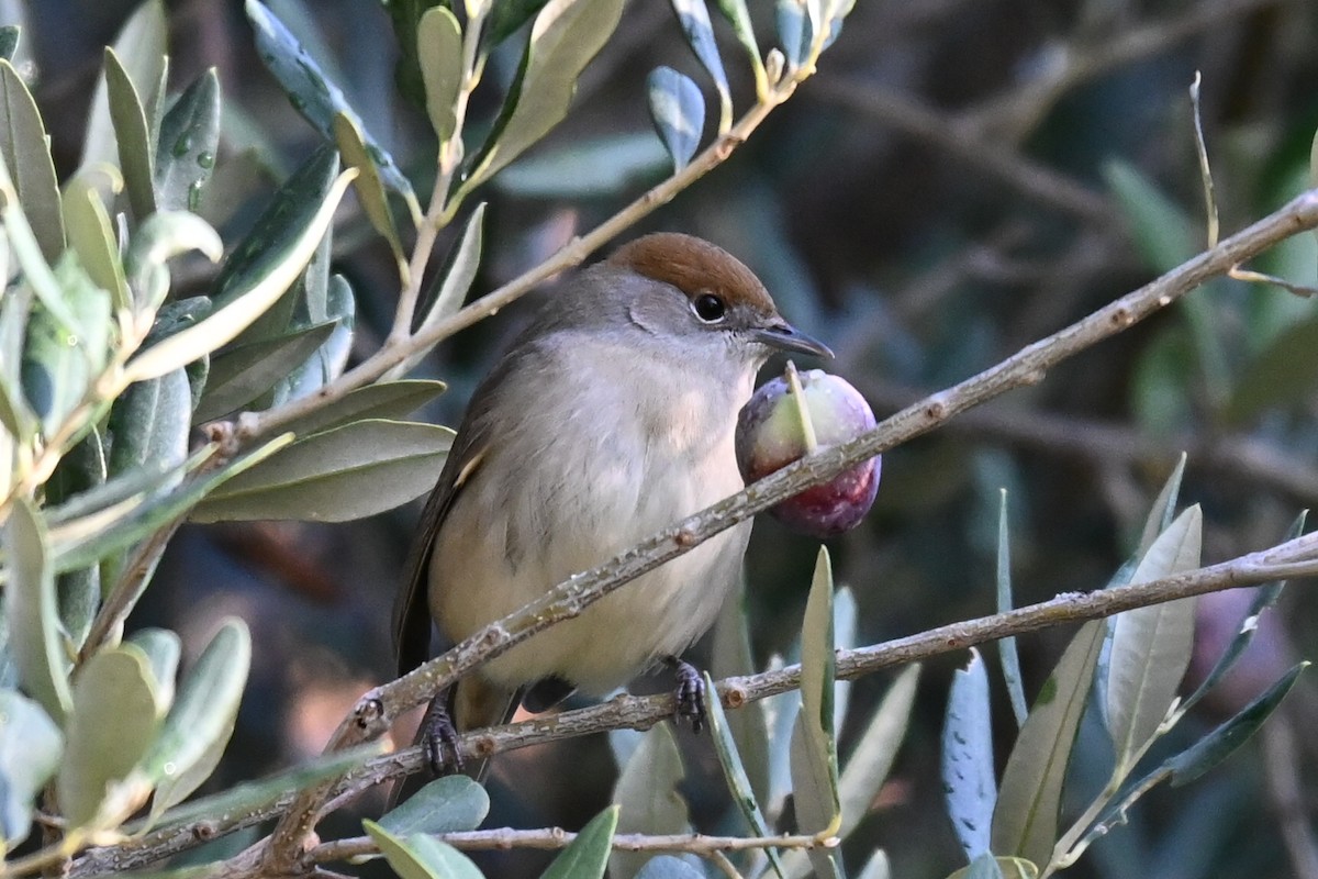 pěnice černohlavá - ML644224936