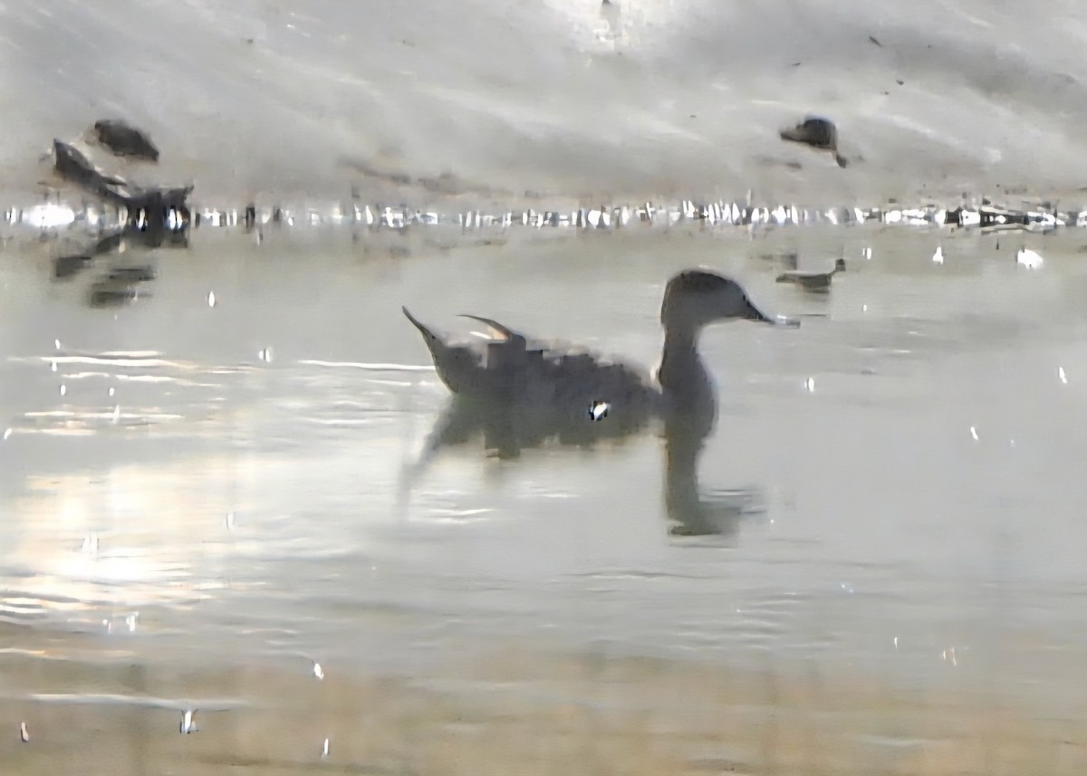 ברווז משויש - ML644224937