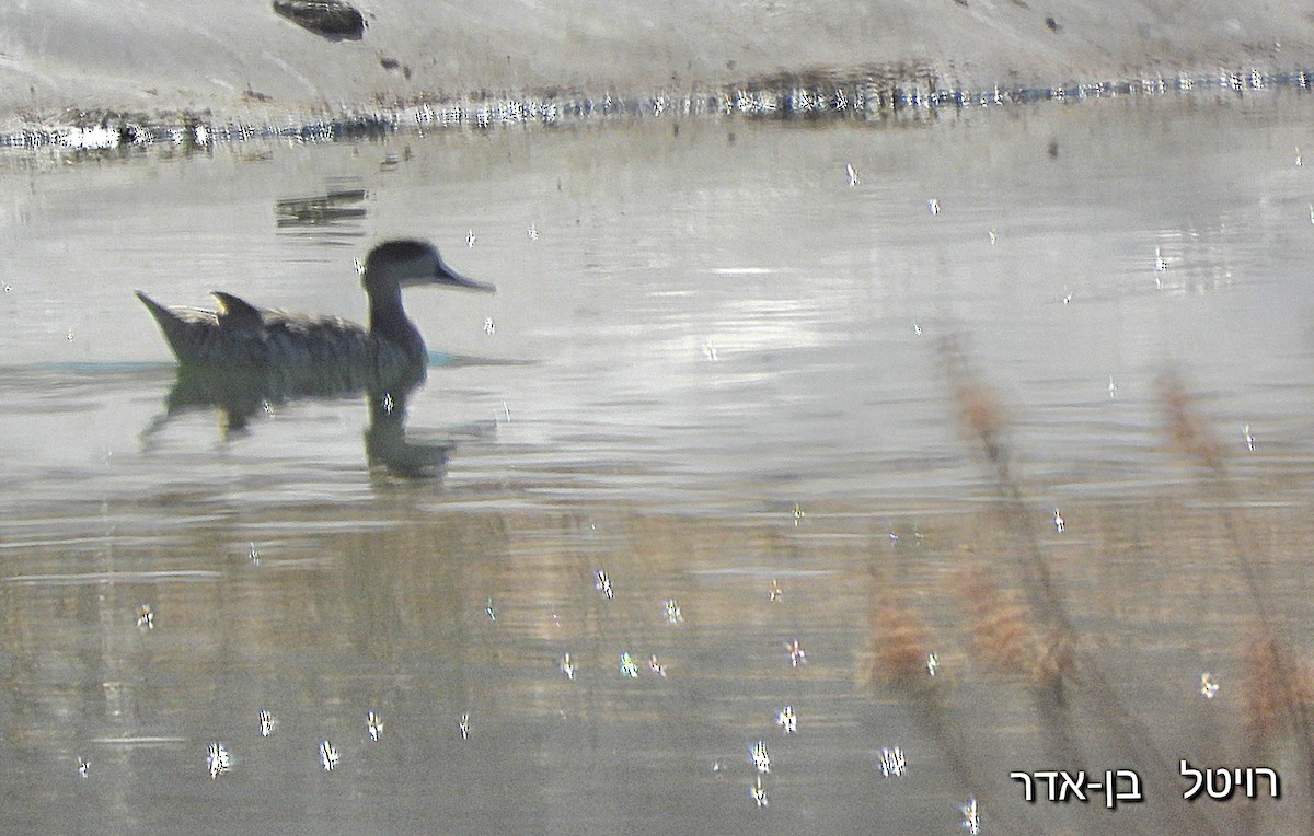 ברווז משויש - ML644224938