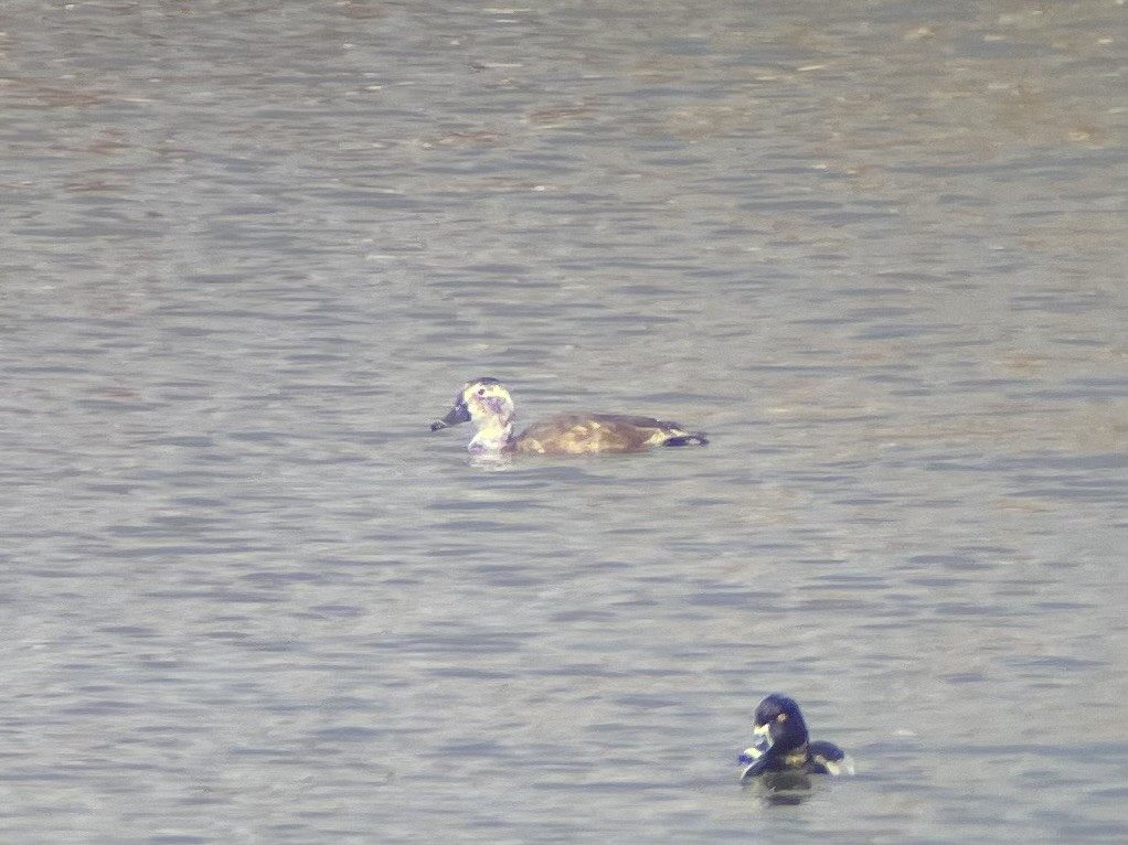 Fuligule à tête rouge - ML644224970
