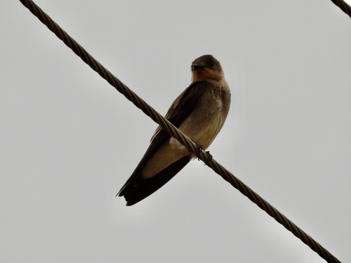 Golondrina Gorjirrufa - ML644224973